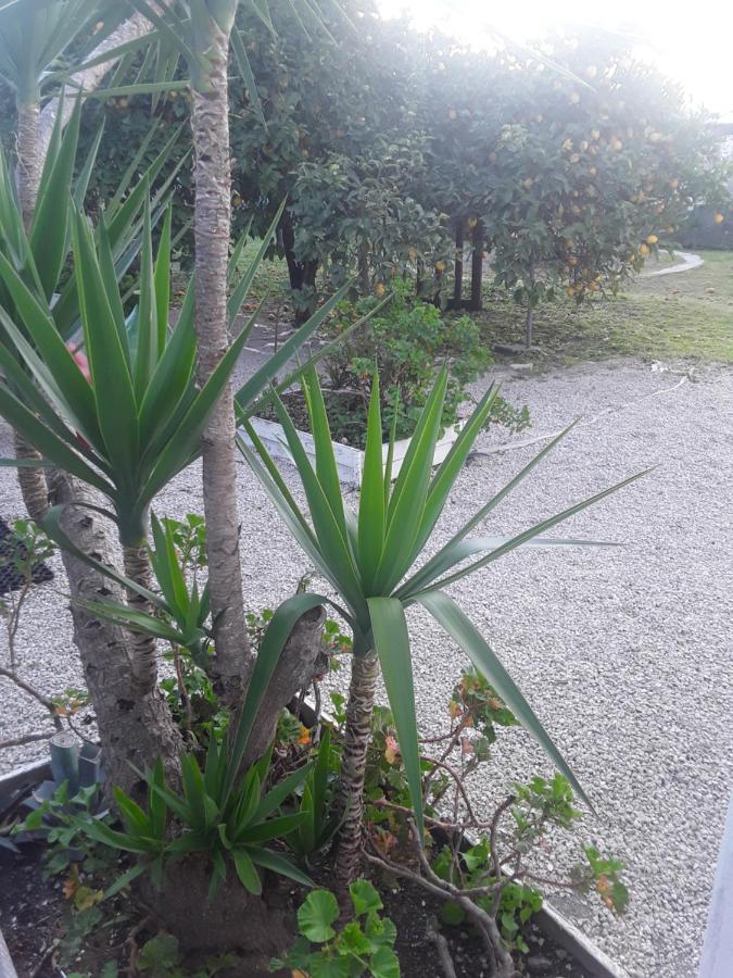 Garden Green Da Virna Torre Annunziata Exterior photo